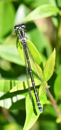 Réf. 282 820 : Coenagrion puella